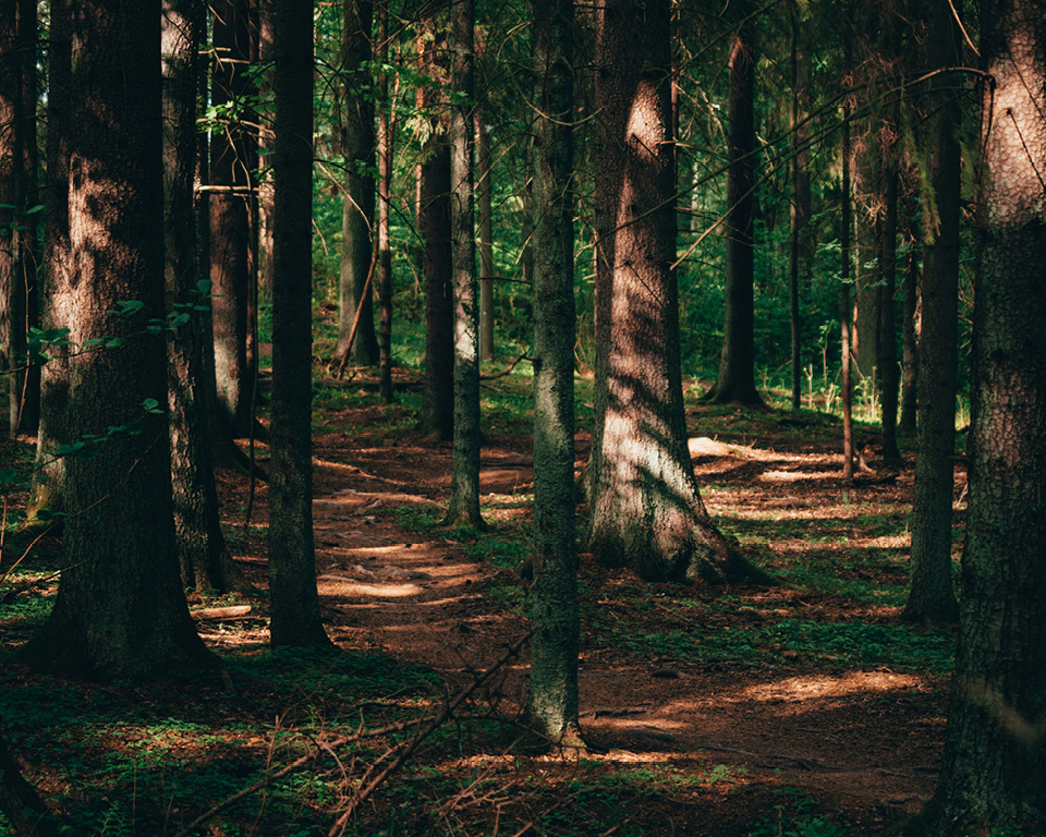 En granskog där solstrålar silar ner mellan träden.