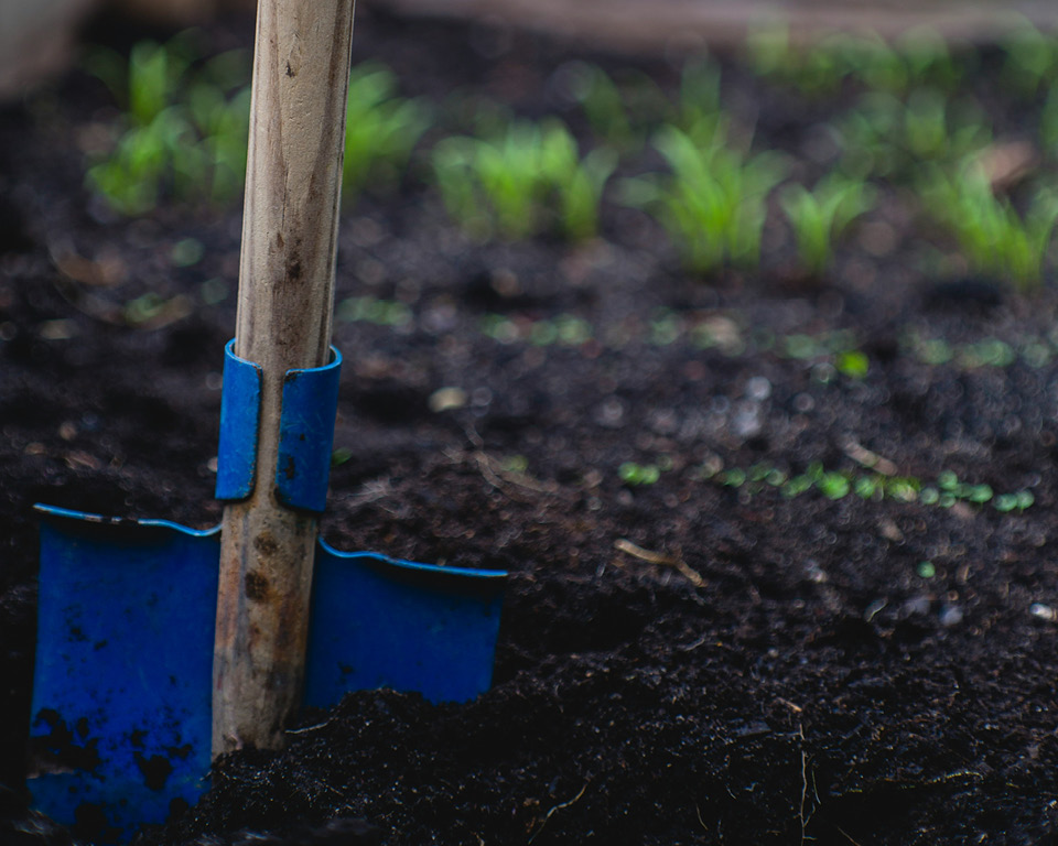 En spade är nedstucken i jorden i ett trädgårdsland.
